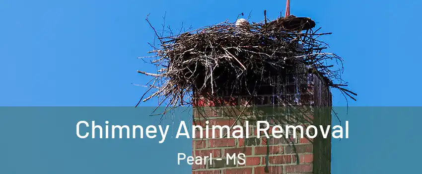 Chimney Animal Removal Pearl - MS