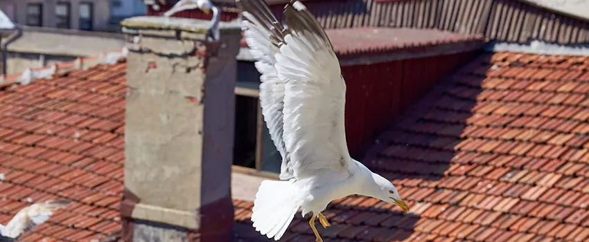 Residential Chimney Animal Removal Solution in Pearl, MS